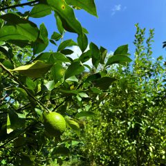 糸島れもん GREEN